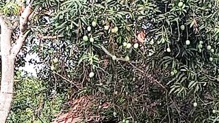 Buah mangga 3