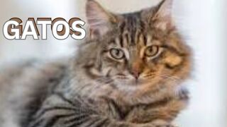 Os gatos / The cats / Les chats / Los gatos / Кошки / Kediler.
