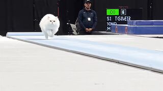 😹Can oscar land on all four paws?👀👀