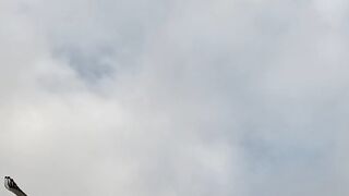 Birds flying in the sky  #sky  #birds  #flying