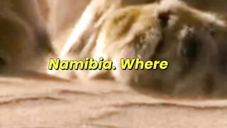 Namibia Desert Lions Hunt Seabirds