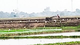 Burung bangau dan perani