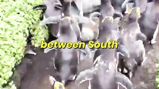 Some Unknown Facts of King Penguins On Marion