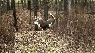 Samsons Whitetail Mountain