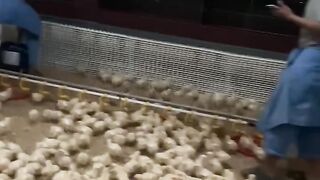 In a poultry farm funny video