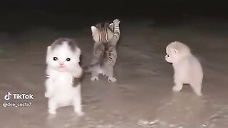 Kucing lucu joget