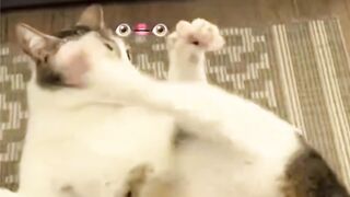 kucing 43
