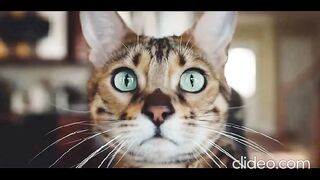 cat New species discovered for the first time in 100 years