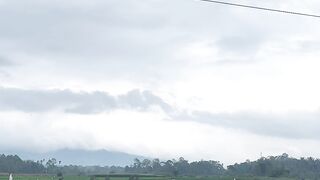 Peaceful Green Rice Field View Under a Cloudy Sky