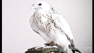 white falcon Worth 1.5 million