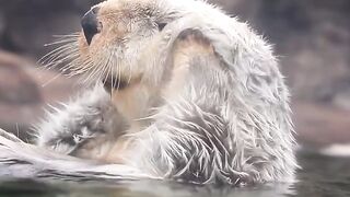 Oregon Coast Aquarium