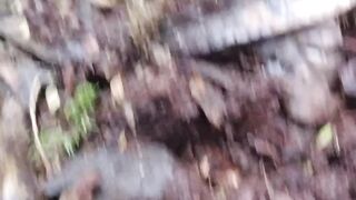 Discovering the Tracks of the King of the Jungle