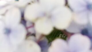 Flora 2