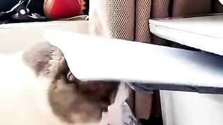 FUNNIEST CAT MOMENTS THAT WILL MAKE YOU LAUGH! 😹 | Cute & Hilarious Cat Compilation
