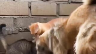 Brave Cat Helps Friend Escape From Angry Dog! 🐱🐶