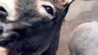 Downeast Donkey Walks