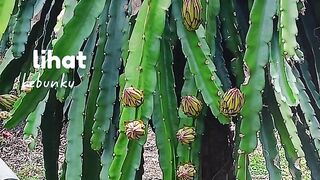 Dragon fruit 3