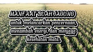 Manfaat buah jagung