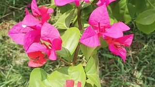 Red paper flower