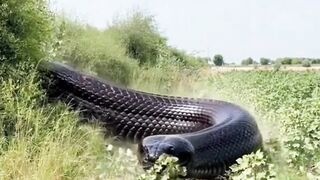 cobra píton #animals #anaconda #cobrapiton