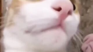 Kucing Lucu 10