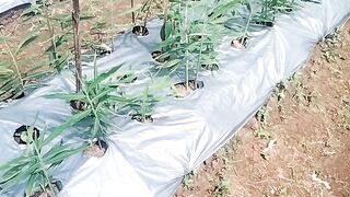 farming 4