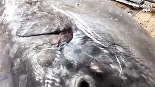 Ikan dn conten lain