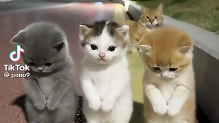 Kucing lucu 82