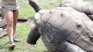 The exact moment a giant tortoise enthusiastically munches on veggies right from the hand.