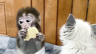 So Cute Monkey Baby