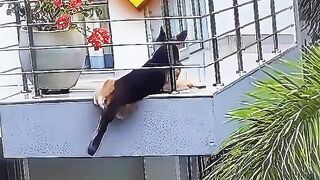 This dog almost fell off the balcony before this happened... 🐕❤️