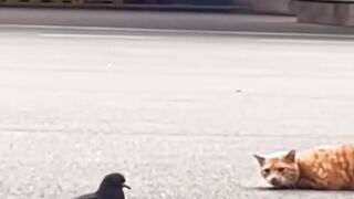 Samurai bird