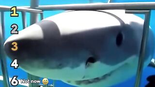 Ranking best shark moments