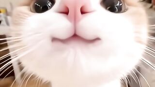 Funy cat 22