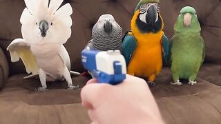 Three Colorful Parrots Sitting on a Couch While a Person Holds a Toy Gun