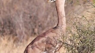 How elegant it is for a gerenuk to eat on tiptoe! The gerenuk, one of Kenya's five most distinctive species.