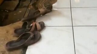 Cat and otther