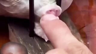 Bizarre News #BizarreNews #Viral