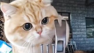 Cats fanny 2