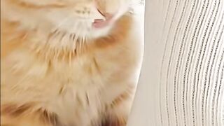 Cats fanny lucu