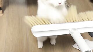 Cat is play music