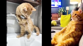Fanny cats 3