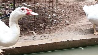 A Muscovy duck is bathing