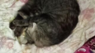 Gato misturado