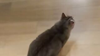 Cat run away