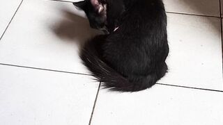 Bom dia pessoal eu sou o pretinho um gatinho lindo.