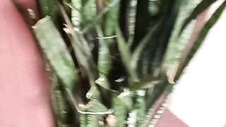 Floresta