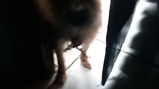 Purguinha