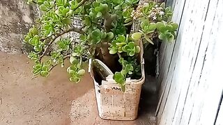 Flores alguém sabe o nome