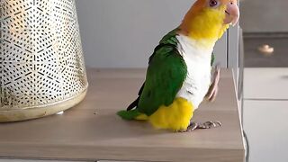 Cute Paavo Dance